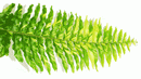 Sword Fern